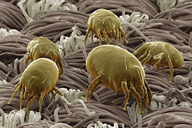 dust mite fp