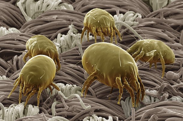 dust mite